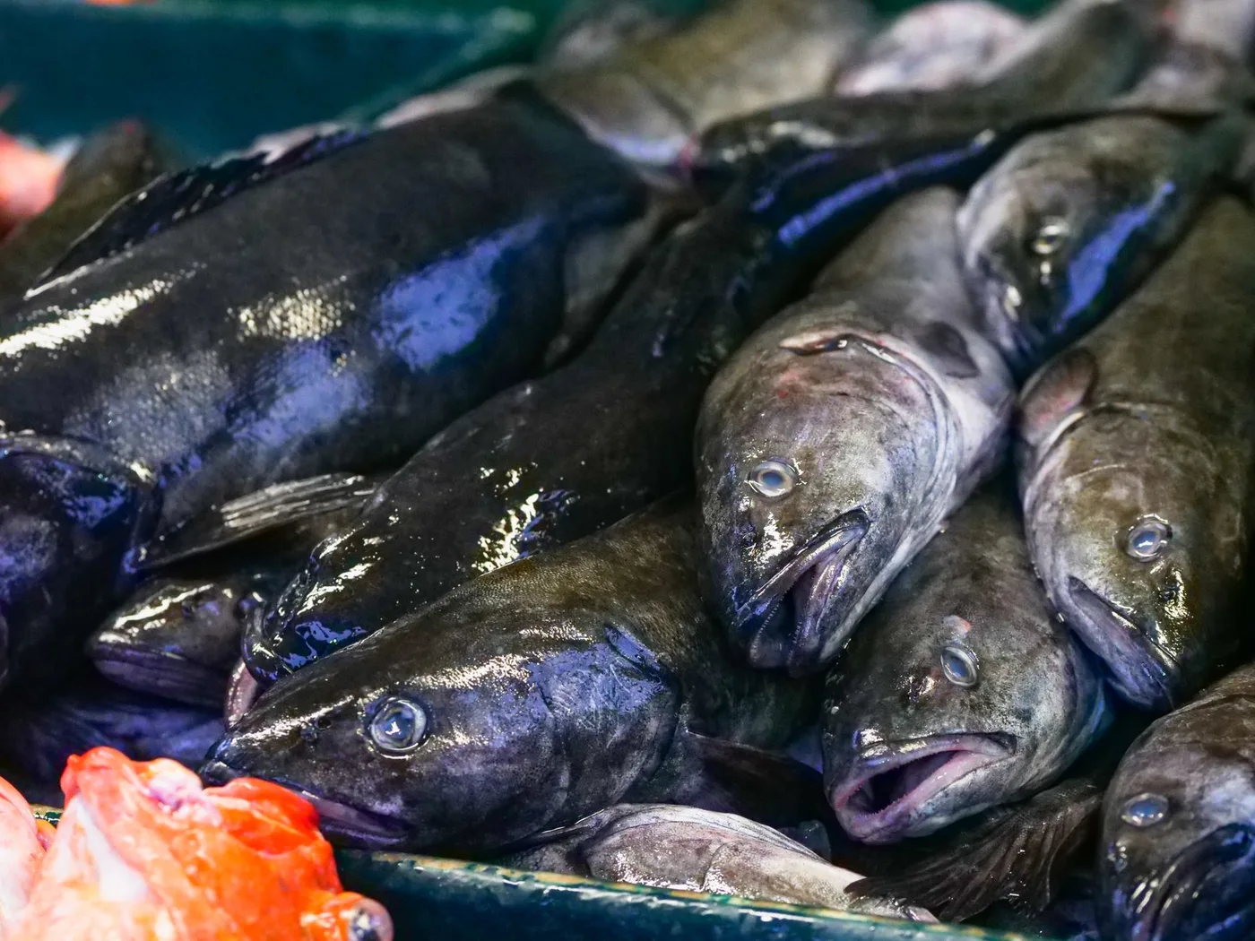 A vibrant display of fresh black cod fish at a seafood market, showcasing high-quality seafood.