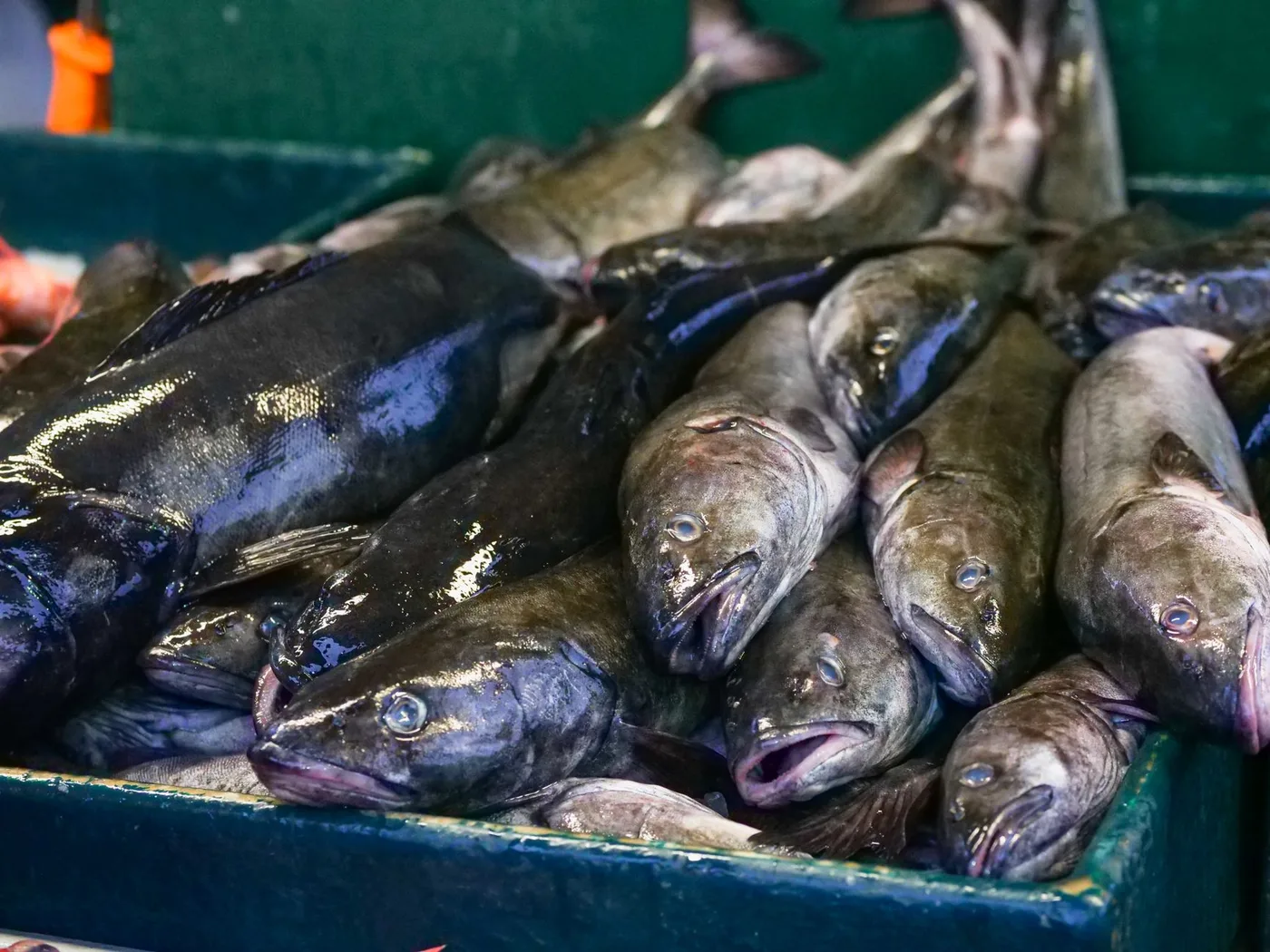 Close-up of fresh black cod fish on display at a seafood market.
